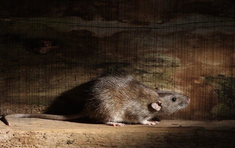 close up of norway rat