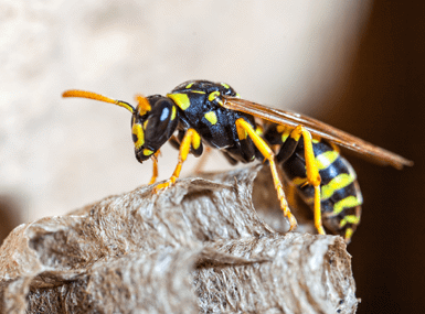wasp