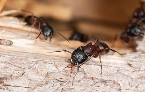 ants on wood
