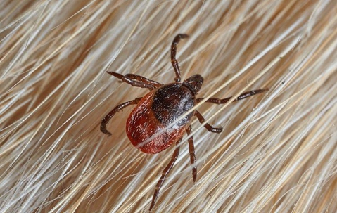 ticks