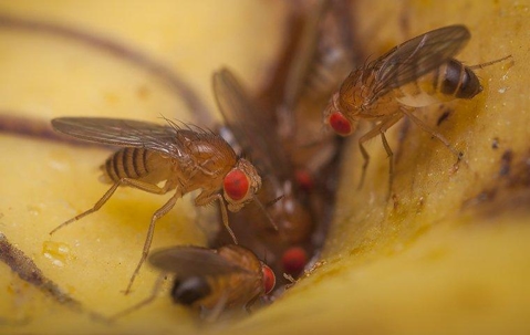 fruit flies in kitchen trash