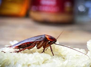 cockroach