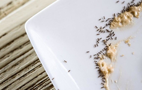 ants on a plate in a kitchen