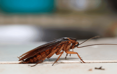 a cockroach crawling in a home