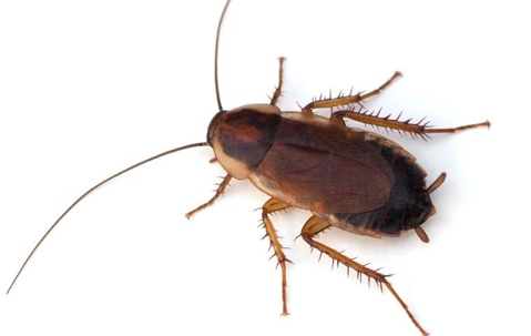 cockroach