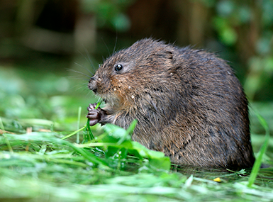 meadow vole eating grass