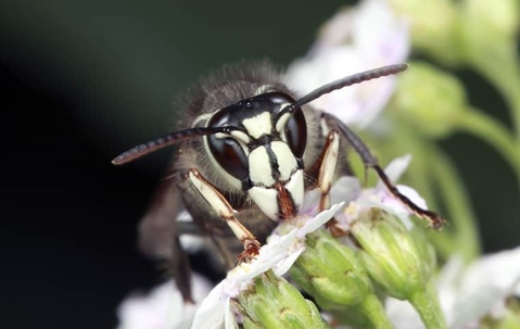 hornet on flower