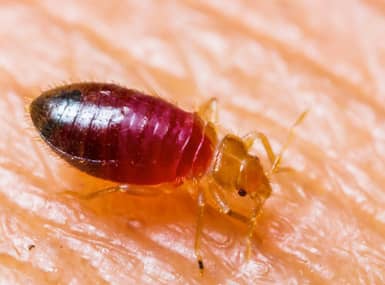 bed bug crawling on skin