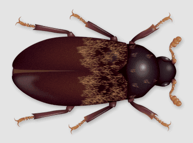 larder beetle illustration