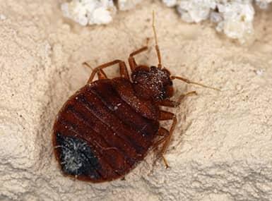 bed bug up close