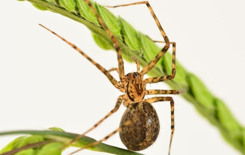 house spider on a plant