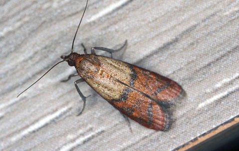 pantry moth