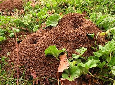 multiple ant hills poking up through the green grass in a moline back yard