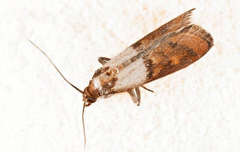 a pantry moth on bread