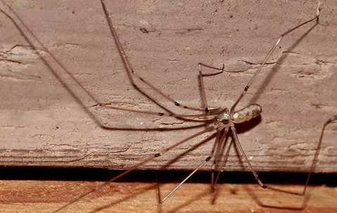 a this legged gray basement spider crawling along a bettendorf home