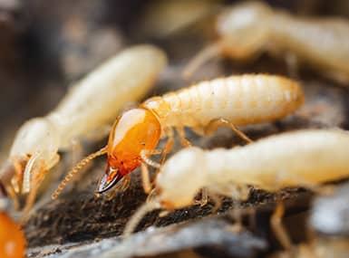 termite colony crawling on wood