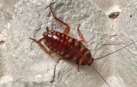 cockroach on egg carton