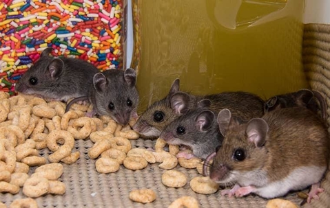 rodents eating food