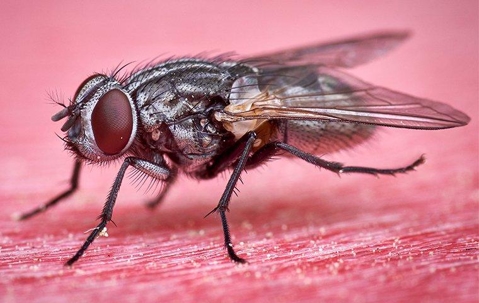 house fly