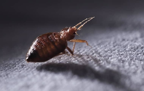 bed bug on a blanket