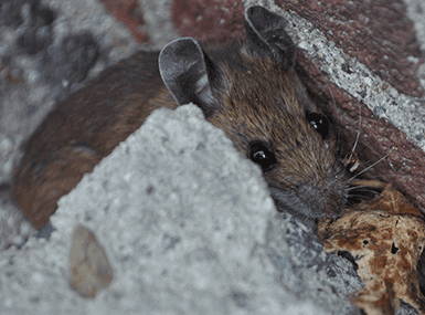 mouse hiding next to home
