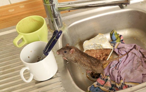 rodent in sink full of dishes