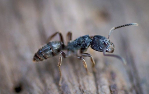 ant