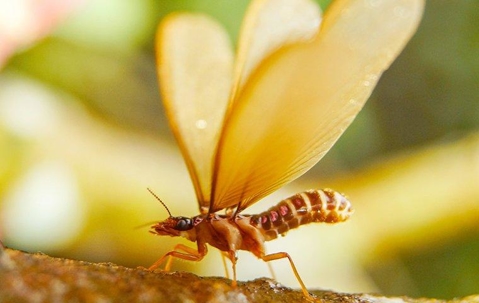 a winged termite perched on a tree