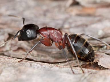 a carpenter ant crawling on wood