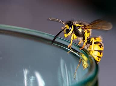 a hornet perched on the rim of a drinking glass