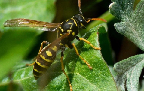 paper wasps