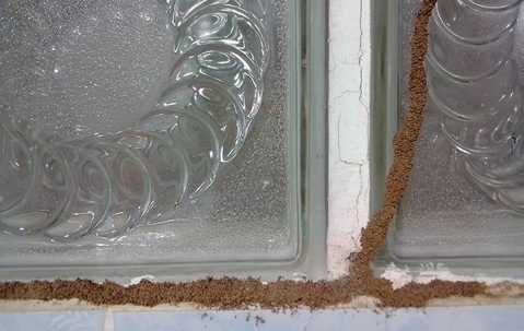 a long line of muddy tubing along the basement window in a davanport home