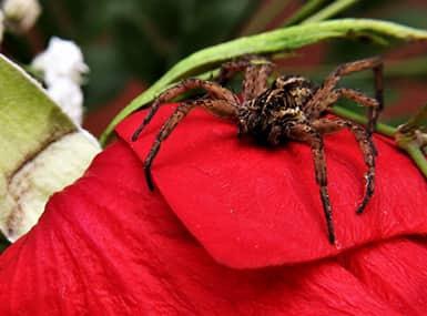 the long black and brown legs of a wolf spider are gripping a magenta colored rose in a quaud city gargen