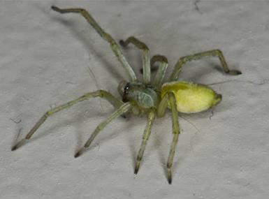 yellow sac spider