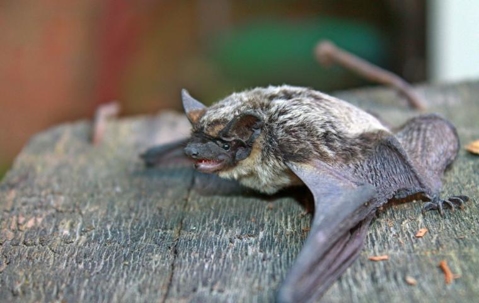 bat on wood table
