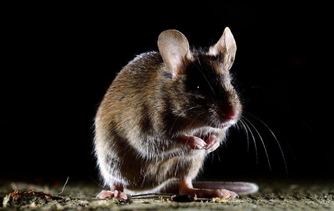 house mouse in home