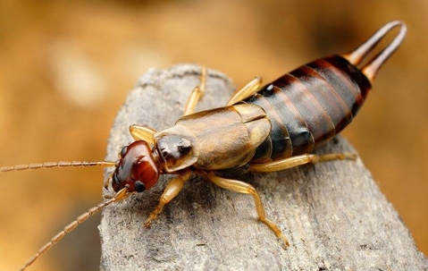 earwigs