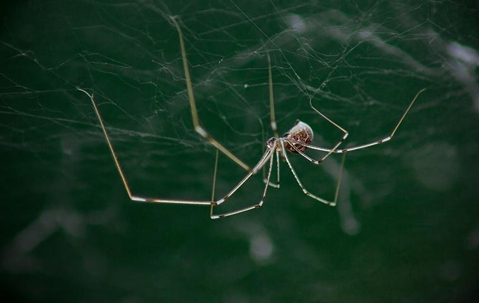 daddy long leg spider