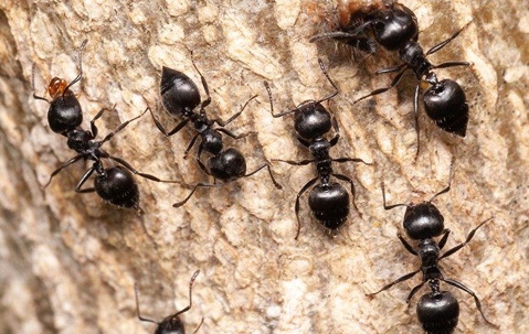 a group of acrobat ants on wood