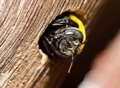 carpenter bee coming out of wood