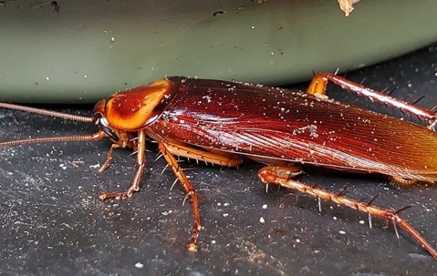 cockroach on dirty floor