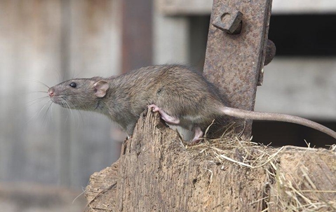 rat crawling on wood