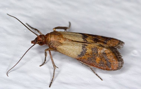 indian meal moth crawling in cupboard