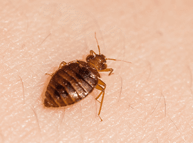 bed bug on skin