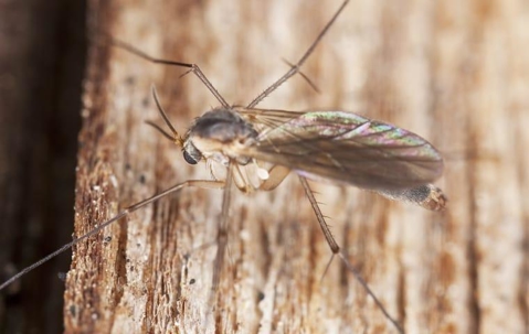 aphorid fly on a wooden structure