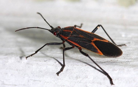 Boxelder Bug crawling on a white surface.