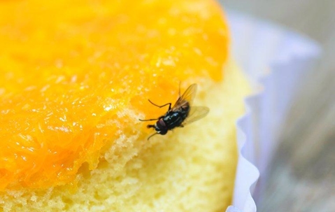 Housefly on a sponge cake.