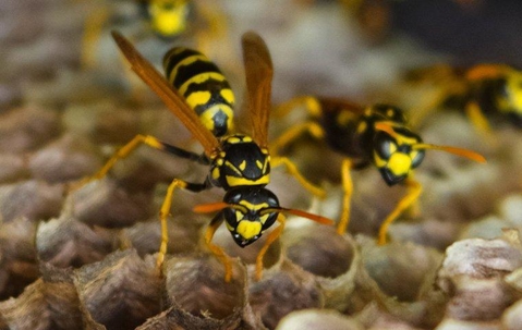 Wasps in their nest.