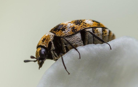 Carpet Beetle on a flower petal.