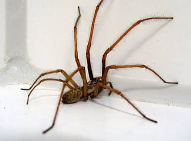 Large brown spider crawling on the wall.